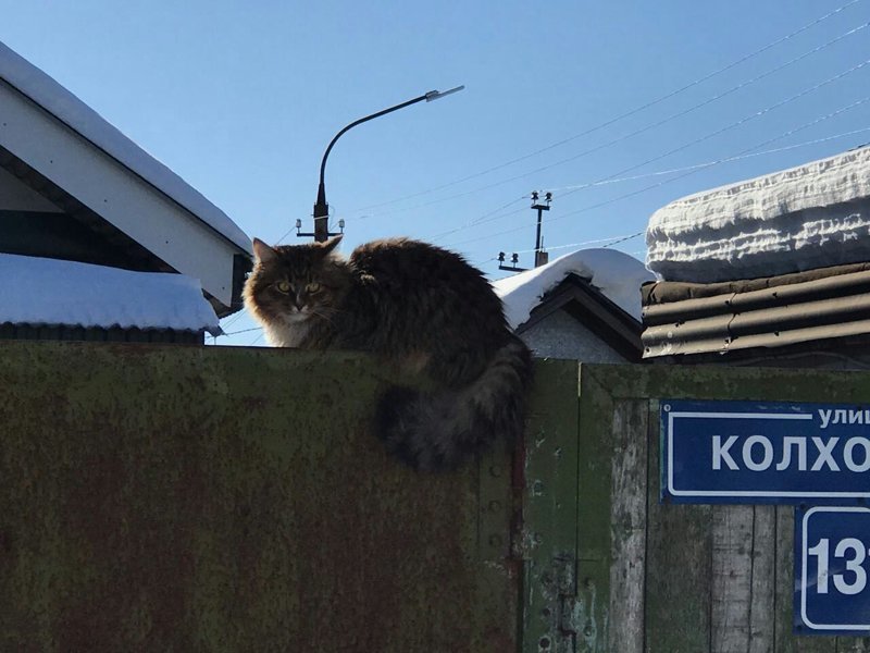 Реальные "пацаны": из жизни уличных котов