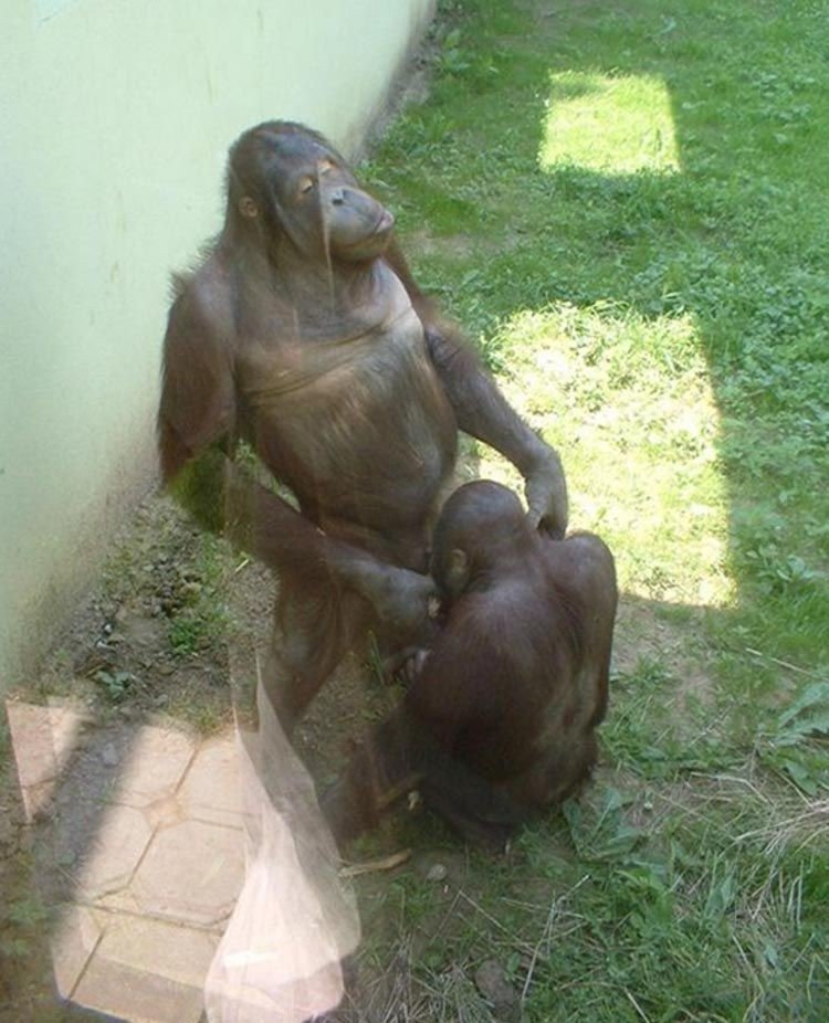 Прямо как на телеканале "Дискавери": курьезные случаи в зоопарках