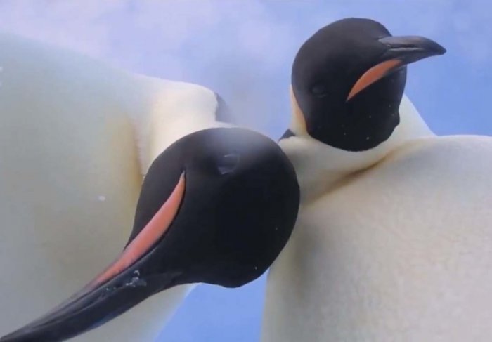 Пингвины нечаянно сняли забавное видео на камеру ученых 
