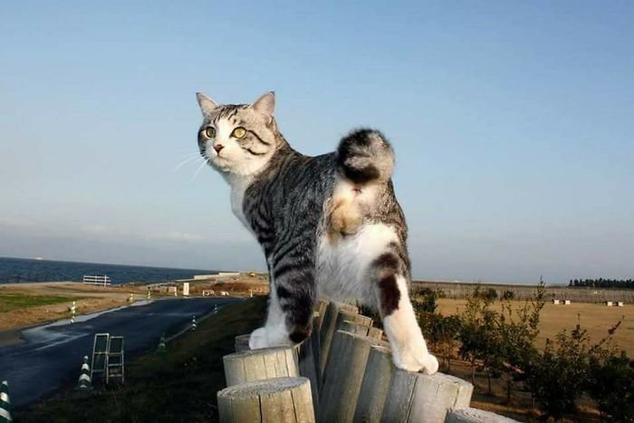 Фотогеничный кот-путешественник зазвездился в Instagram