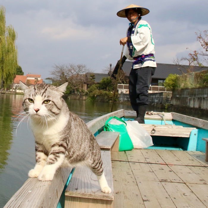 Фотогеничный кот-путешественник зазвездился в Instagram