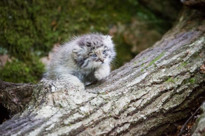 Погладь кота, если не боишься