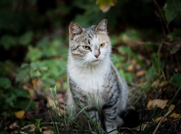 Как в кино: чудесная история спасения бездомной кошки  