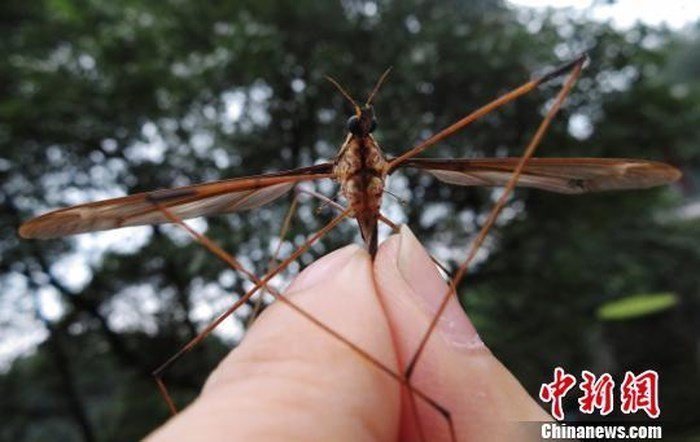 В Китае поймали гигантского комара-рекордсмена