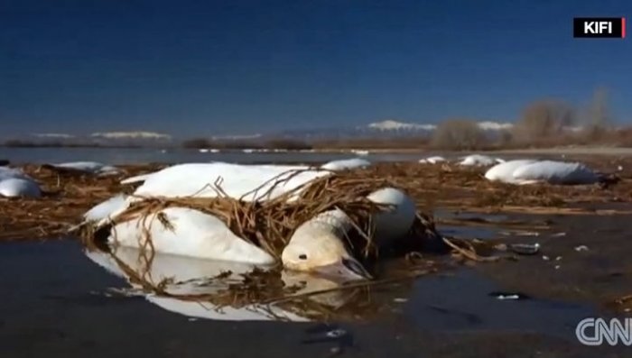 На Айдахо пролился жуткий дождь из мертвых гусей 