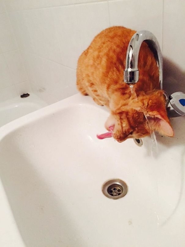 "Мой кот - идиот, но я его обожаю": самая смешная в мире котосессия