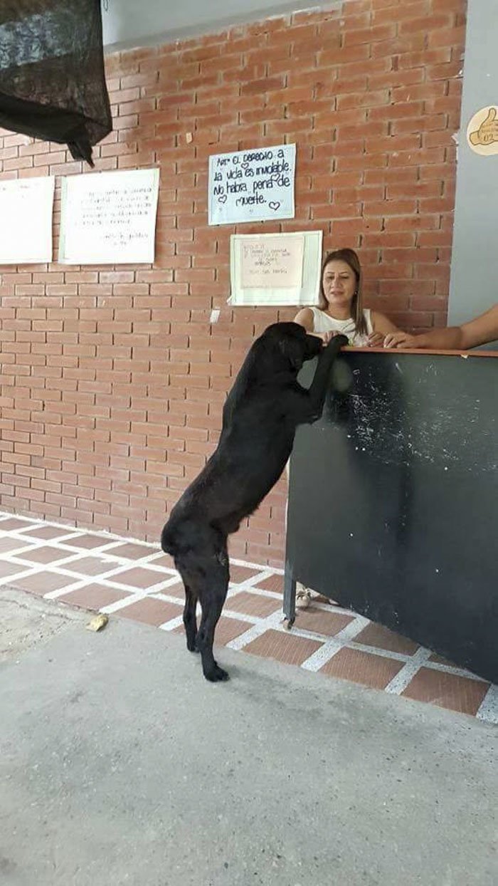 Находчивая собака научилась оплачивать свои обеды