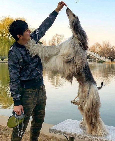 Все ради шерсти любимой: китаец тратит $800 в месяц на уход за собакой