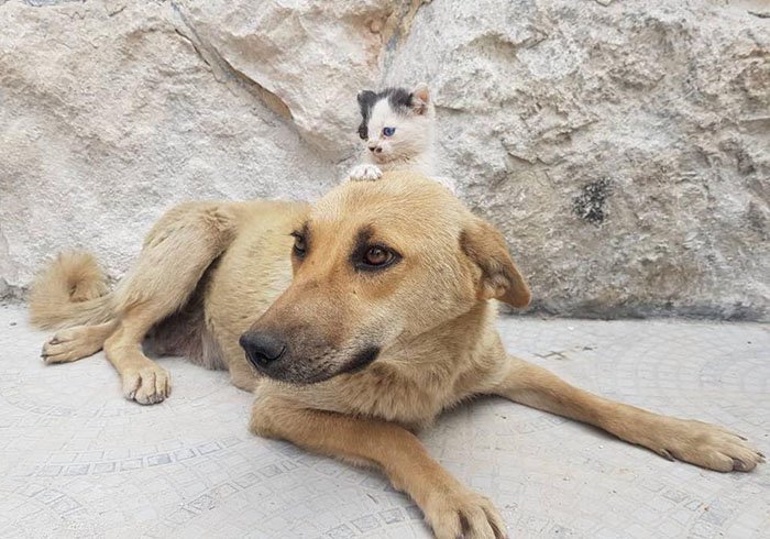 В Сирии собака потеряла щенков и стала мамой осиротевшему котенку