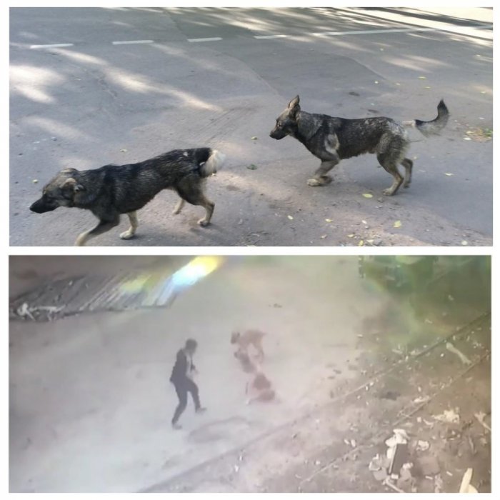 Дагестанец подрался с бродячими собаками: видео