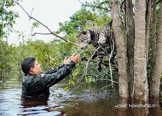 Бразильские солдаты спасли тонущего ягуара